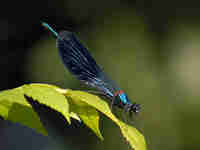 Caloptéryx éclatant (Calopteryx splendens)