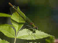 Caloptéryx éclatant (Calopteryx splendens)