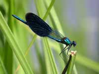 Caloptéryx éclatant (Calopteryx splendens)