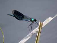 Caloptéryx éclatant (Calopteryx splendens)