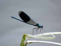 Caloptéryx éclatant (Calopteryx splendens)