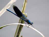 Caloptéryx éclatant (Calopteryx splendens)