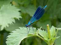 Caloptéryx éclatant (Calopteryx splendens)