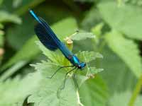 Caloptéryx éclatant (Calopteryx splendens)