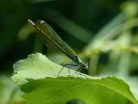 Caloptéryx éclatant (Calopteryx splendens)