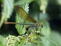 Caloptéryx éclatant (Calopteryx splendens)