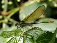 Caloptéryx éclatant (Calopteryx splendens)