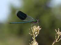 Caloptéryx éclatant (Calopteryx splendens)