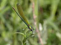 Caloptéryx éclatant (Calopteryx splendens)