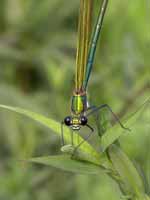 Caloptéryx éclatant (Calopteryx splendens)