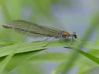 Caloptéryx éclatant (Calopteryx splendens)