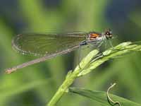 Caloptéryx éclatant (Calopteryx splendens)