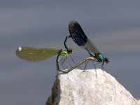 Caloptéryx éclatant (Calopteryx splendens)