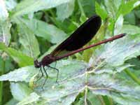 Caloptéryx hémorroïdal (Calopteryx haemorrhoidalis)