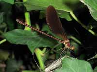 Caloptéryx hémorroïdal (Calopteryx haemorrhoidalis)