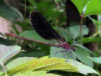 Caloptéryx hémorroïdal (Calopteryx haemorrhoidalis)