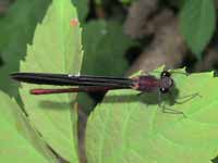 Caloptéryx hémorroïdal (Calopteryx haemorrhoidalis)