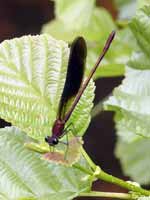 Caloptéryx hémorroïdal (Calopteryx haemorrhoidalis)