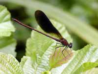 Caloptéryx hémorroïdal (Calopteryx haemorrhoidalis)