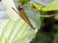 Caloptéryx hémorroïdal (Calopteryx haemorrhoidalis)