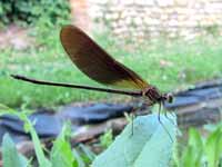 Caloptéryx hémorroïdal (Calopteryx haemorrhoidalis)