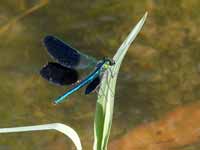 Caloptéryx occitan Calopteryx xanthostoma