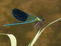 Caloptéryx occitan Calopteryx xanthostoma