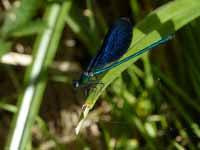 Caloptéryx vierge Calopteryx virgo