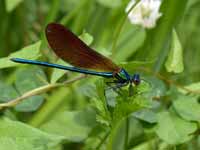 Caloptéryx vierge Calopteryx virgo