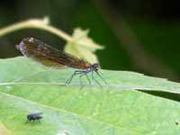 Caloptéryx vierge Calopteryx virgo