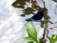 Caloptéryx vierge Calopteryx virgo