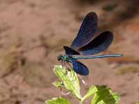 Caloptéryx vierge Calopteryx virgo