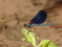 Caloptéryx vierge Calopteryx virgo