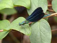 Caloptéryx vierge Calopteryx virgo