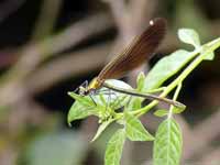 Caloptéryx vierge Calopteryx virgo