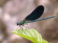 Caloptéryx vierge Calopteryx virgo