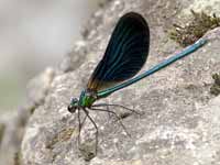 Caloptéryx vierge Calopteryx virgo