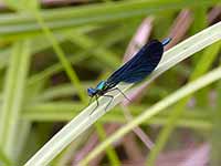 Caloptéryx vierge Calopteryx virgo