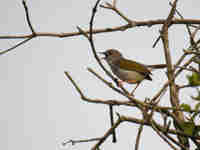 Camaroptère à dos gris Camaroptera brevicaudata