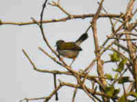 Camaroptère à dos gris Camaroptera brevicaudata