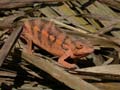 Caméléon panthère Chamaeleo pardalis