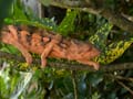 Caméléon panthère Chamaeleo pardalis