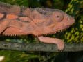 Caméléon panthère Chamaeleo pardalis