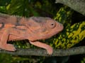 Caméléon panthère Chamaeleo pardalis