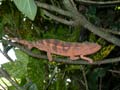 Caméléon panthère Chamaeleo pardalis