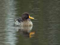 Canard à bec jaune Anas undulata