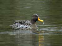 Canard à bec jaune Anas undulata