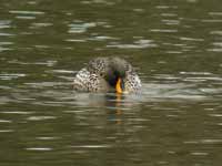 Canard à bec jaune Anas undulata