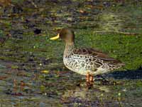 Canard à bec jaune Anas undulata