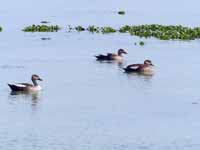 Canard à bec tacheté Anas poecilorhyncha